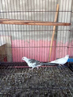 Pied dove for Sale