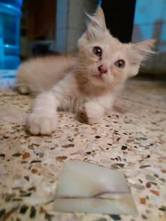 urgent sale 3 months kitten