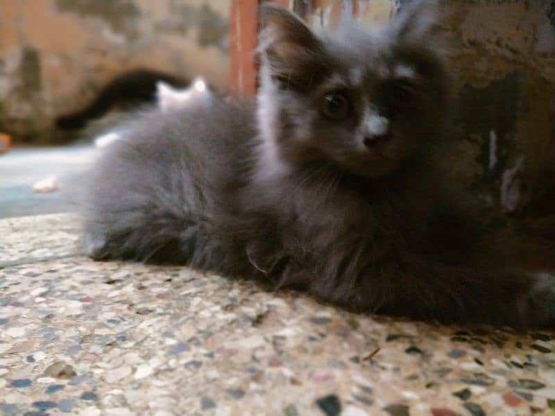 urgent sale 3 months kitten 1