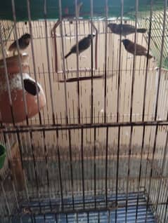 Bengali finches