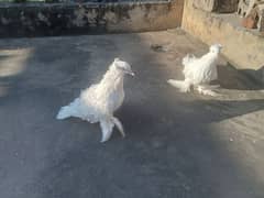 Kashmiri green birds pair 12000