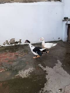 Muscovy Duck