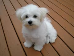 Maltese puppies available looking for a new home