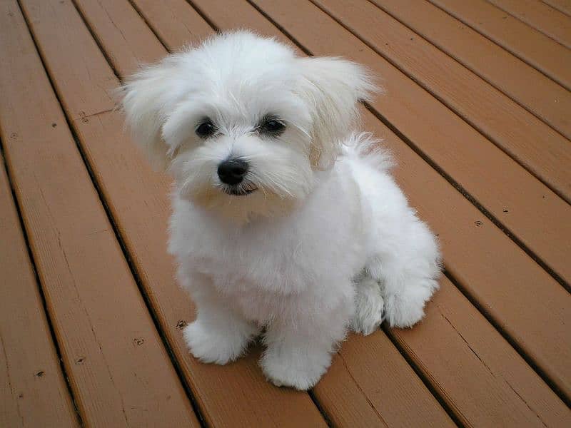 Maltese puppies available looking for a new home 0