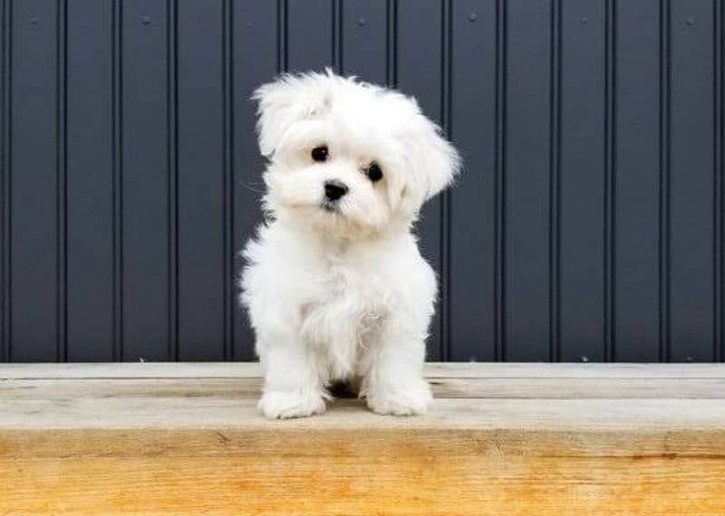 Maltese puppies available looking for a new home 1