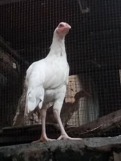 white aseel hen