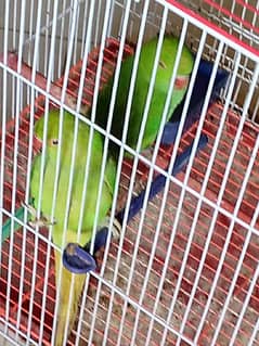 Pair of green parrots with new cadge