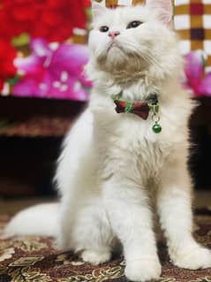 Pure female white persian breeding cat