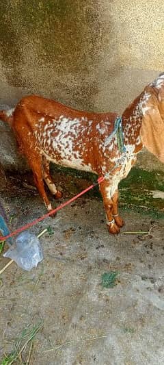 Goat / Bakri / Desi / Maki chini / Ghaban Goat / Bakriyan 0