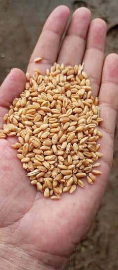 pure organic wheat