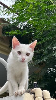 Female Kitten looking for loving home|Lahore