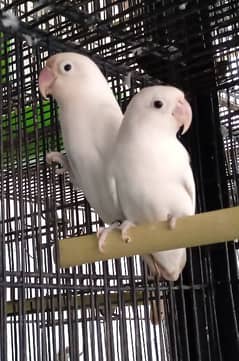 albino black eye pair