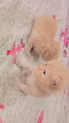 Perssian Cat for Sale Bahawalnagar City