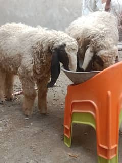 dasi sheep 1/5 month gaban & high quality chatra urgent for sele