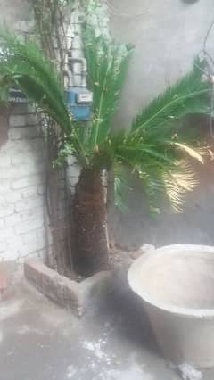 Kangi Palm Tree