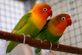 Fisher parrot adult pair