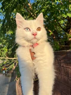 Persian Cat Odd  eyes