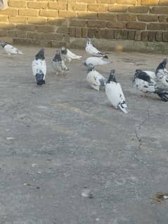 20 pigeons for sale