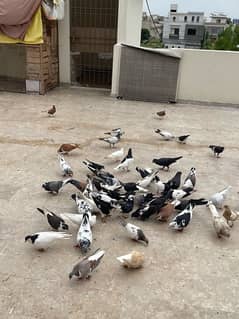 Pigeon for Sale Total 25 pairs