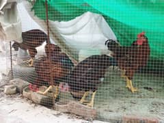 RiR Heritage Rhode island red Males