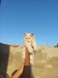 Persian kitten Longhairs