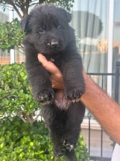 pink paper pedigree Black German shepherd pups