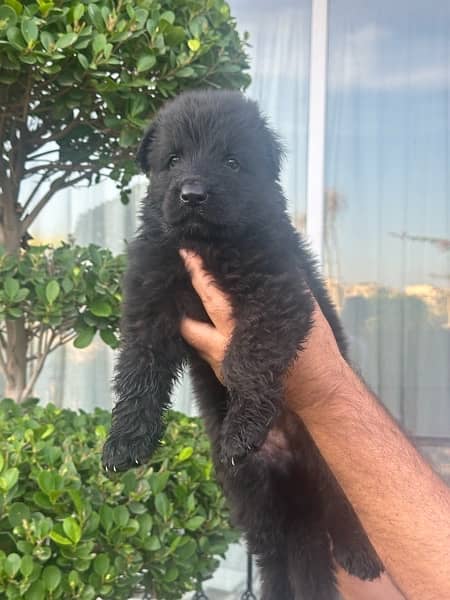 pink paper pedigree Black German shepherd pups 1