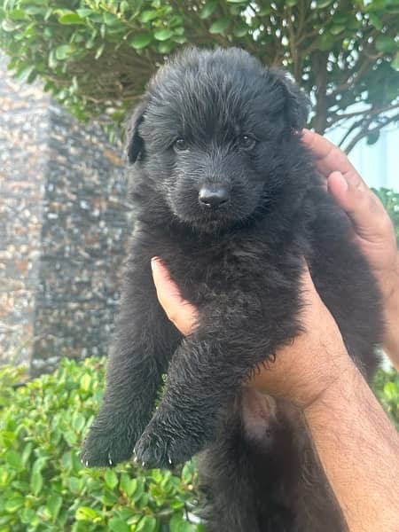 pink paper pedigree Black German shepherd pups 2