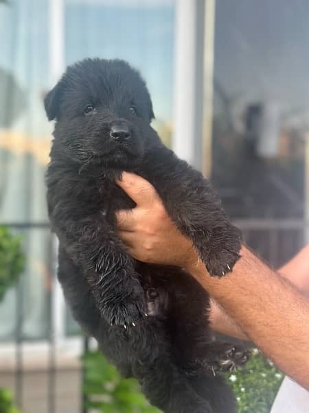 pink paper pedigree Black German shepherd pups 3