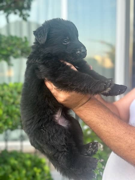 pink paper pedigree Black German shepherd pups 4