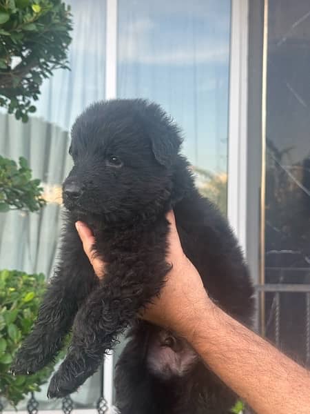 pink paper pedigree Black German shepherd pups 5