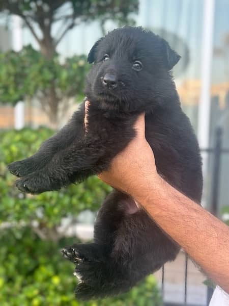 pink paper pedigree Black German shepherd pups 6