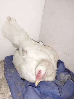 Sindhi Aseel Chicken breed, hera aseel crook murgi,