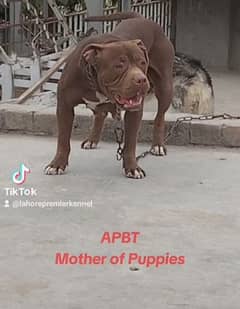 American Pitbull (APBT) puppies. Previous litters results attached