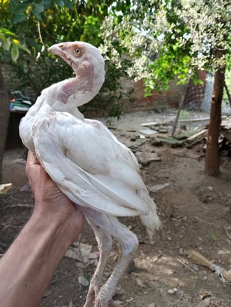 paper white aseel chicks for sale 2