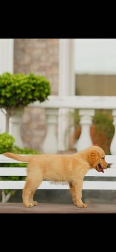 Golden Retriever female puppies