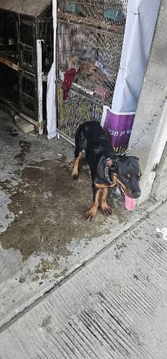 Rottweiler dog for new home