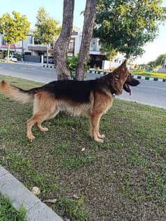 German shepherd male for sale