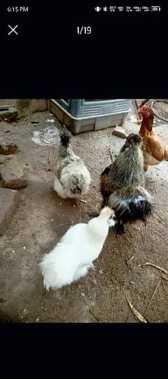 Grey Silkie