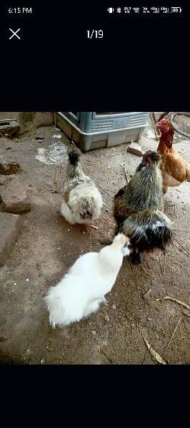 Grey Silkie Hens only 0