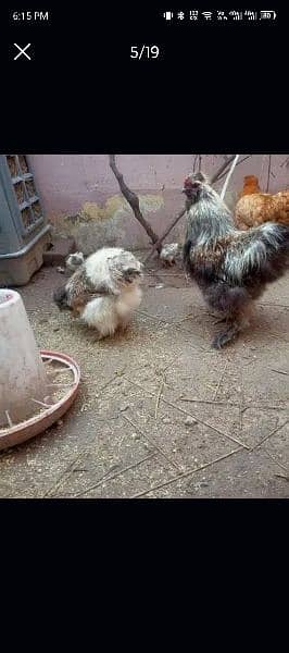 Grey Silkie Hens only 1