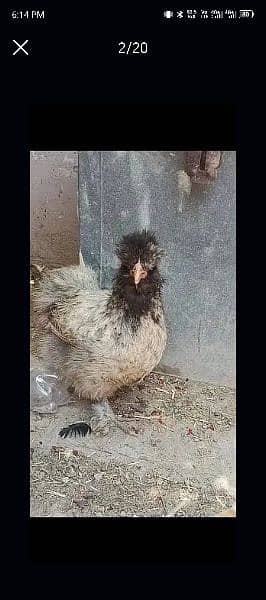 Grey Silkie Hens only 3