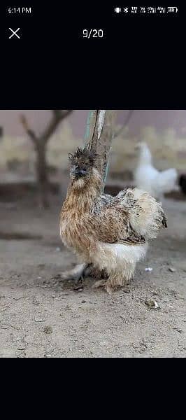 Grey Silkie Hens only 4