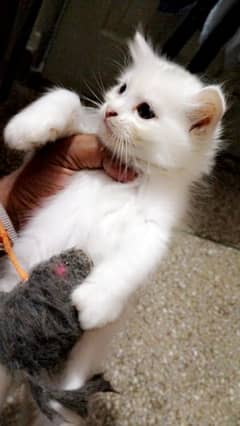 Persian kitten@ kitten@ Perisan cat@cat@ odd eye@ blue eye @ coated