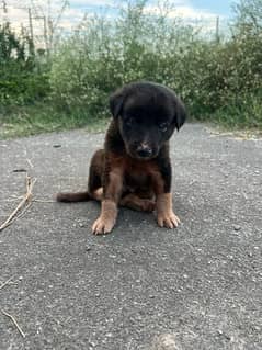 german shepherd puppy 3 coat