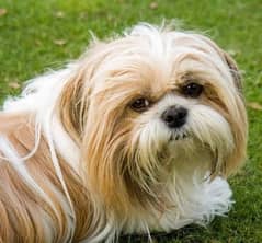 shih tzu male 0