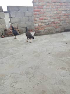 aseal amroha maadi pair 1 year age