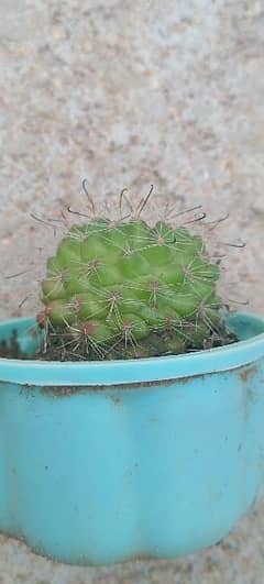 Parodia Cactus | Unique Cactus | Cheapest Price