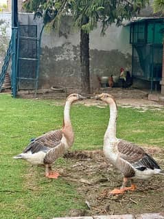 long neck ducks