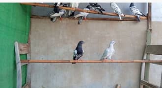 highflyer pigeons (qabile kabutar)